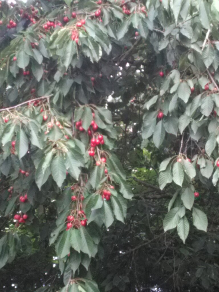 FLAUCOURT CERISIER 768x1024