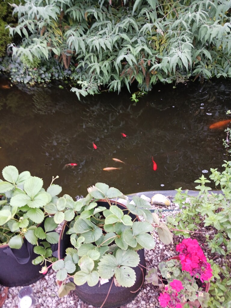 FLAUCOURT VIVIER 1 768x1024