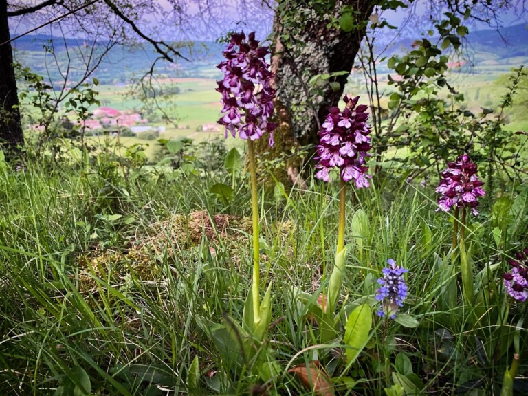 Puivert Orchids c Maggie Williams 768x576